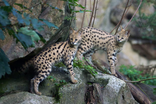 Jeunes servals
