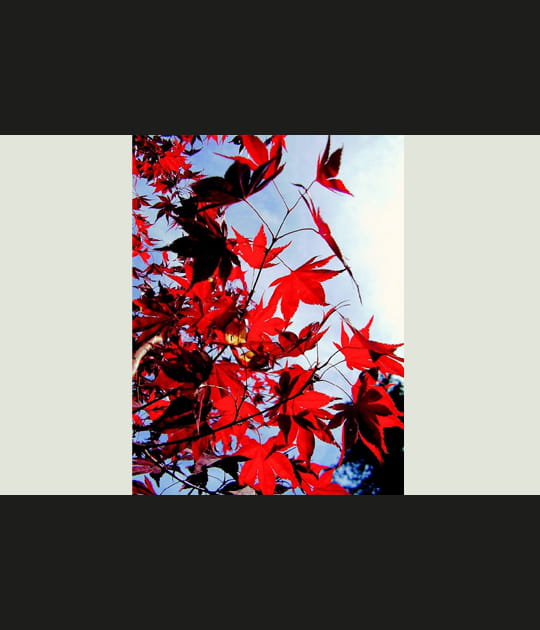 Rouge