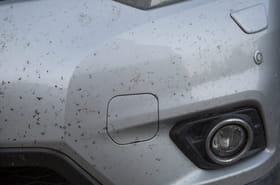 Cet objet curieux permet de d&eacute;coller facilement les insectes des voitures &ndash; il ne co&ucirc;te rien