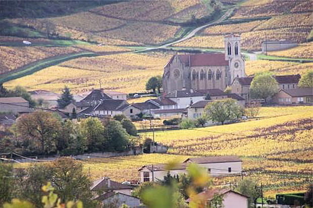 Les vignes de Fuissé