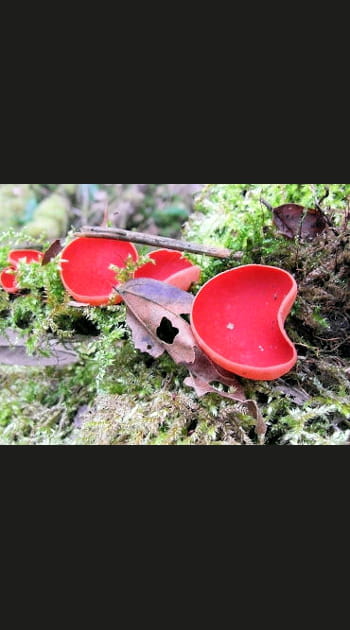 La coupe rouge du P&eacute;zize