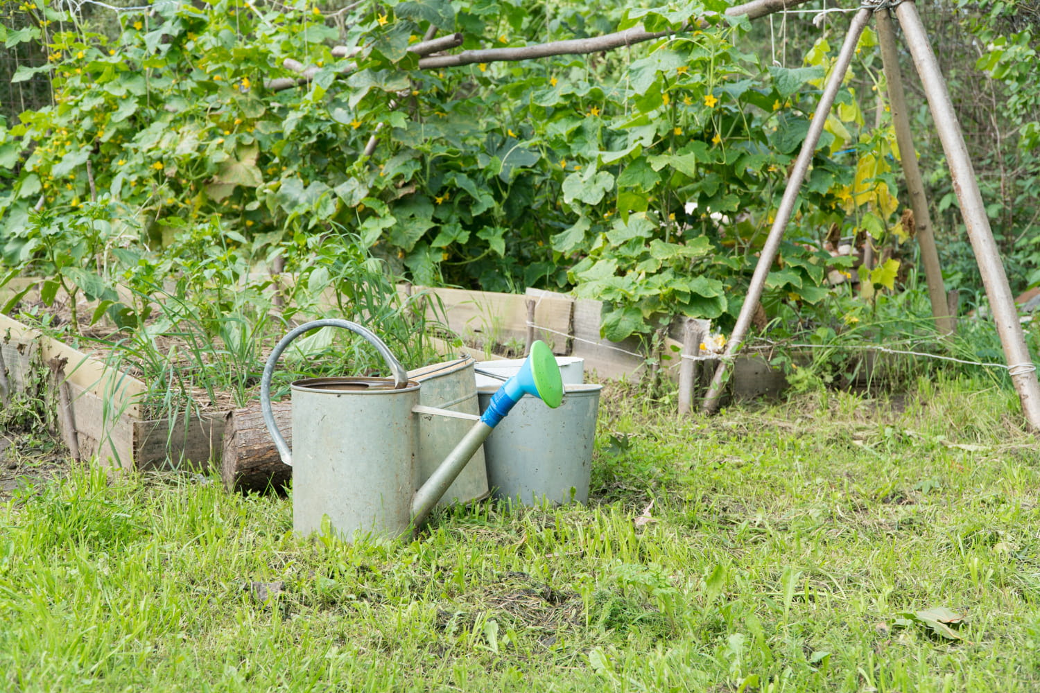 Ces 5 endroits attirent les moustiques dans votre jardin - voici comment les éviter