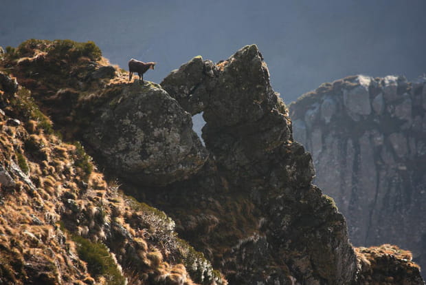 Le Chamois du Massif Central