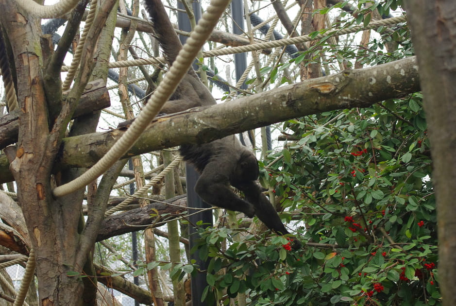 Luca le singe laineux