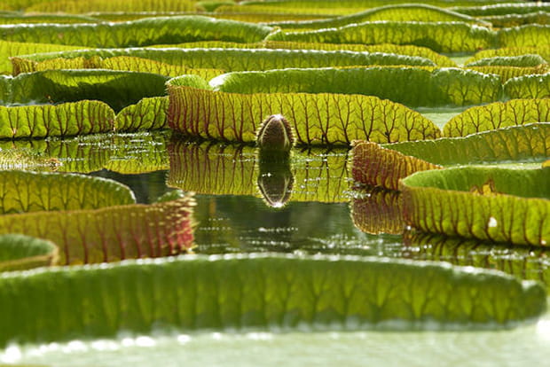 Jardin botanique de Pamplemousses
