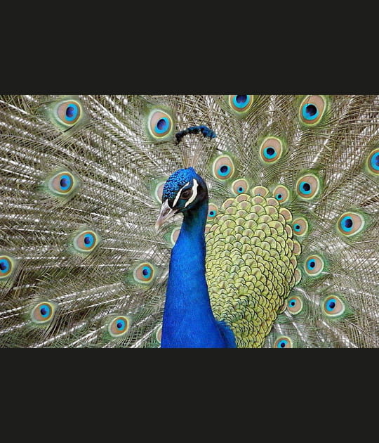 Les animaux des zoos vus par Michel Guenanten
