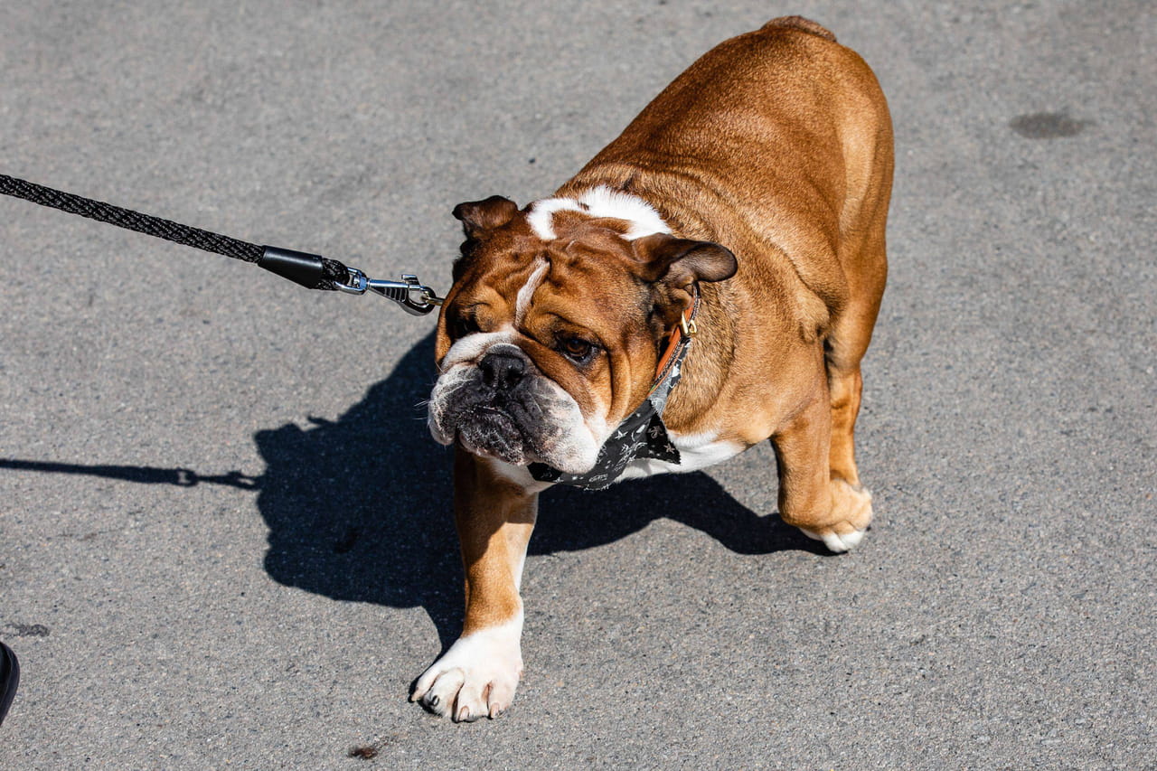 Roscoe est dans le coma, Lewis Hamilton ne sait pas s'il se réveillera un jour