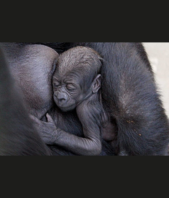 Sawa le b&eacute;b&eacute; gorille
