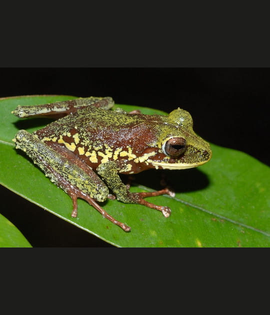 Une grenouille directement adulte