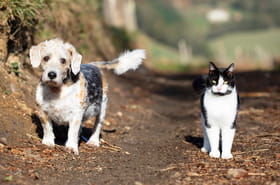 Cet animal de compagnie est une plaie pour le climat, des millions de Fran&ccedil;ais sont concern&eacute;s