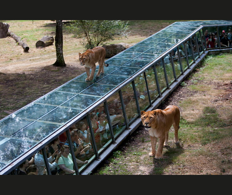 Le Tunnel aux lions