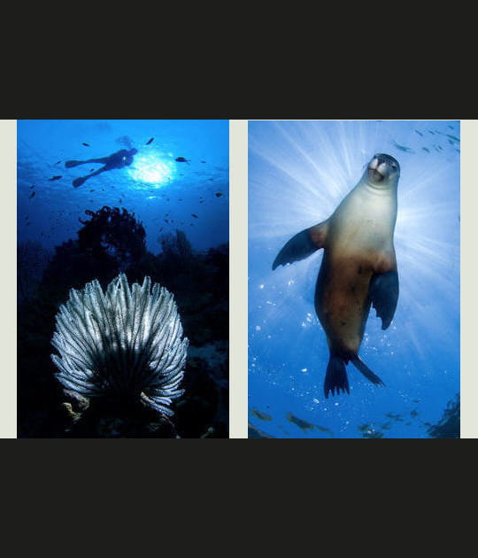 Un phoque illumin&eacute;