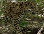 Costa Rica, territoire du jaguar