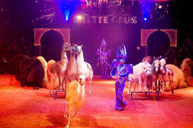 Une vraie ménagerie