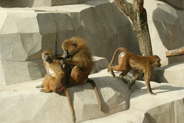 Le territoire des babouins de Guinée