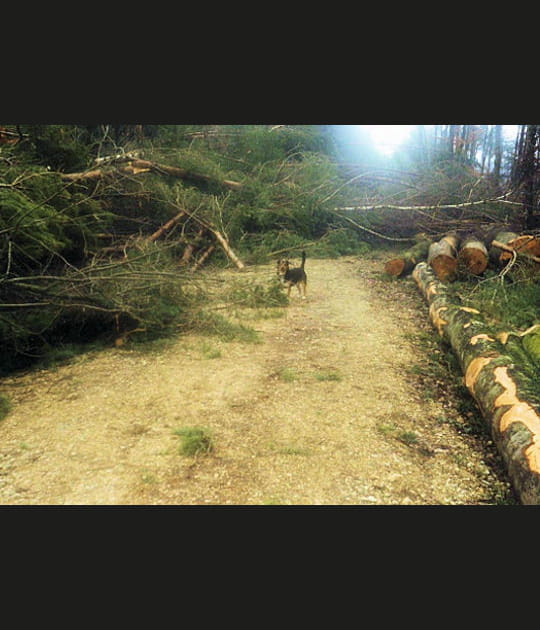 La temp&ecirc;te de 1999