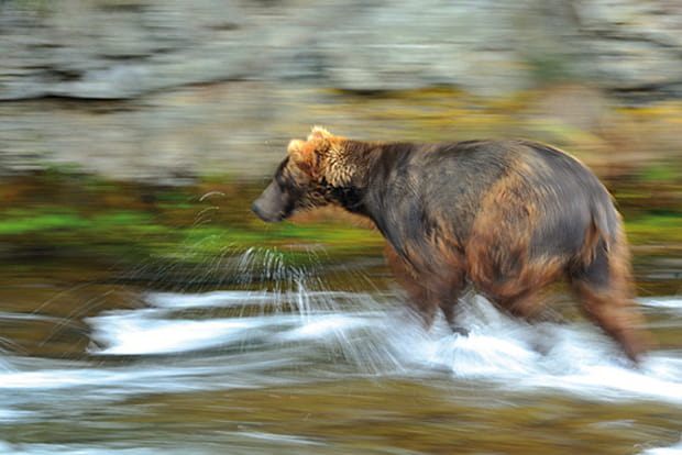 Le grizzli, gros ours canadien