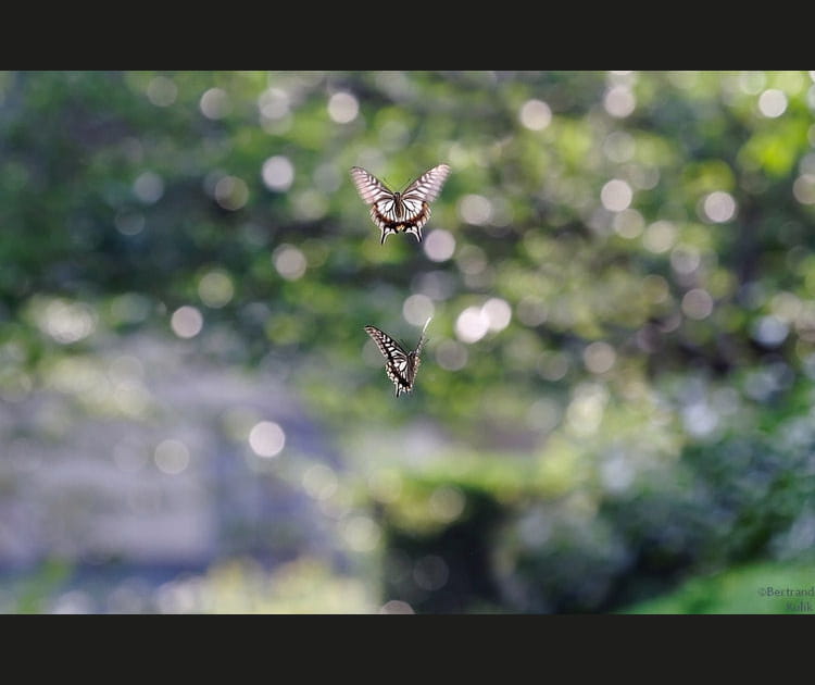 Papillon en vol