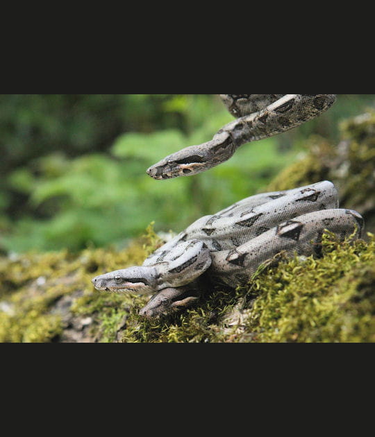 Petits Boas