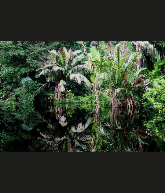 Dans la jungle de Tortuguero au Costa Rica