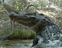 Le plus grand crocodile du monde