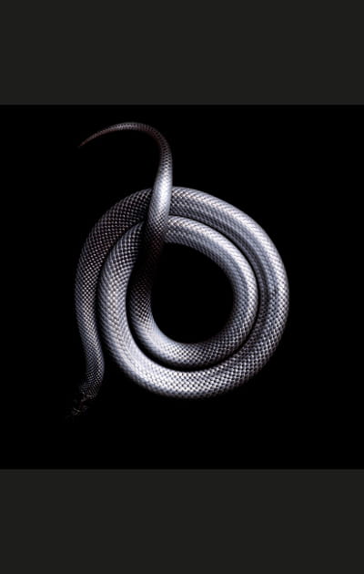 Serpent noir sur fond noir