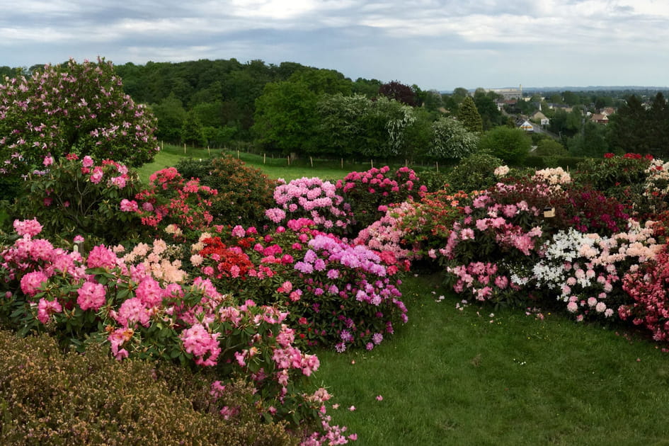 Une belle collection de rhododendrons
