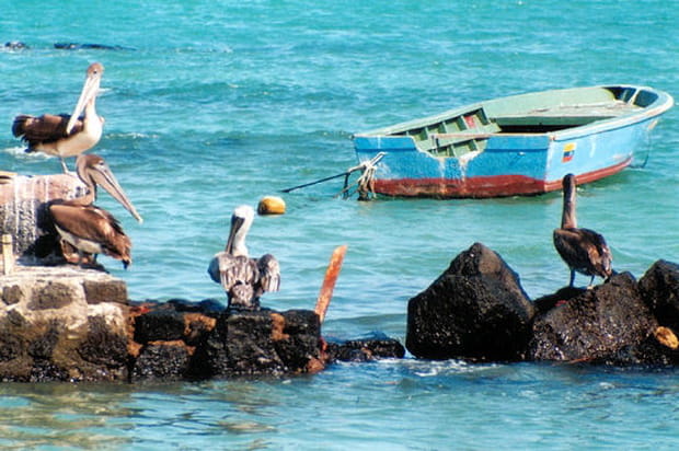 Dans les Galapagos