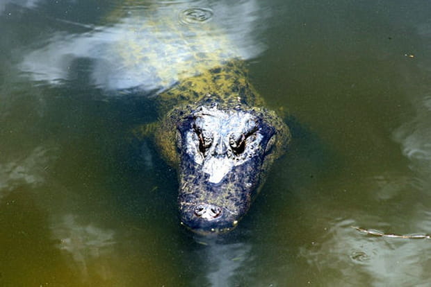 Quand on parle du croco...