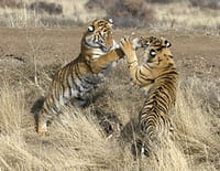 Animal Fight Club : Crocs et serres