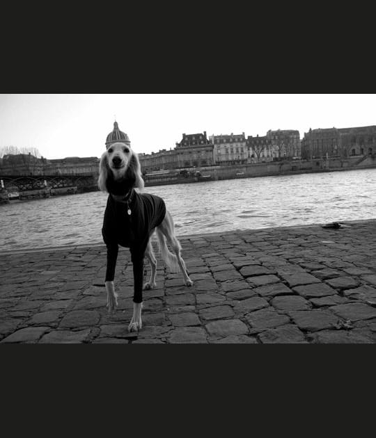 Royal canin