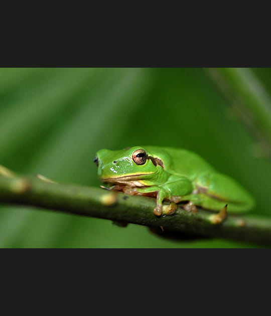 Rainette verte