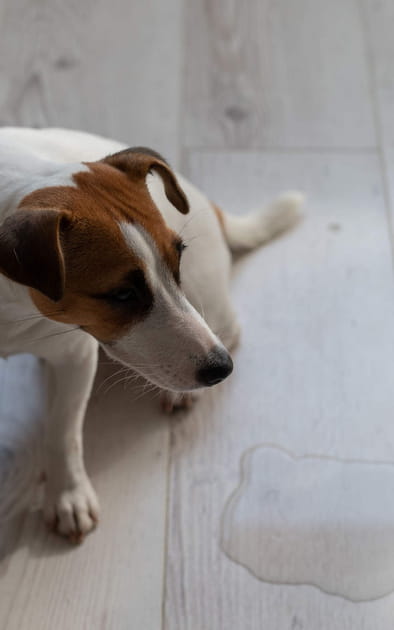 Comment &eacute;liminer une tache d'urine&nbsp;?