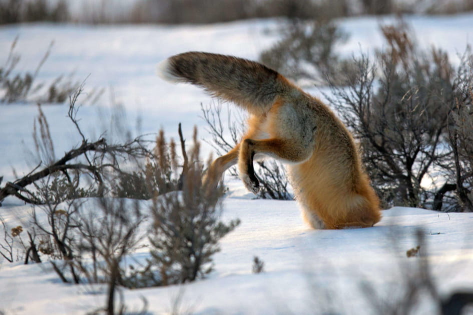 Renard plongeur