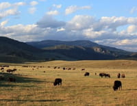 Yellowstone Park : Se nourrir, se reproduire