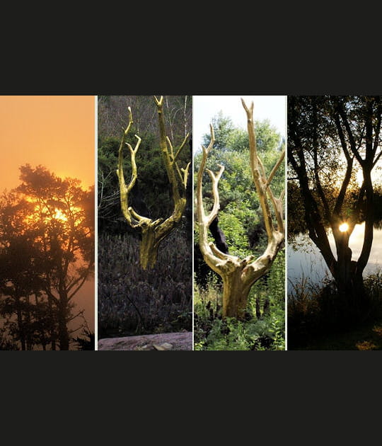 La for&ecirc;t de Broc&eacute;liande