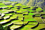 rizieres philippines