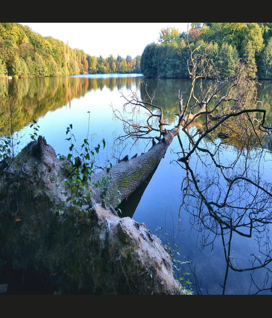 L'arbre couch&eacute;