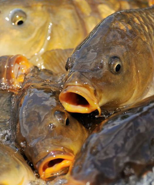 Les poissons d&rsquo;eau douce &quot;bio-accumulateurs&quot;