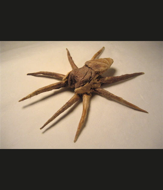 Araign&eacute;e de velours