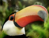 Une saison au zoo