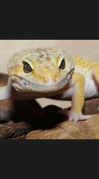 Le gecko&nbsp;: la fixation la plus puissante