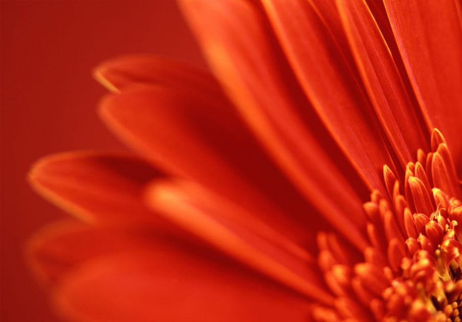 Rouge passion