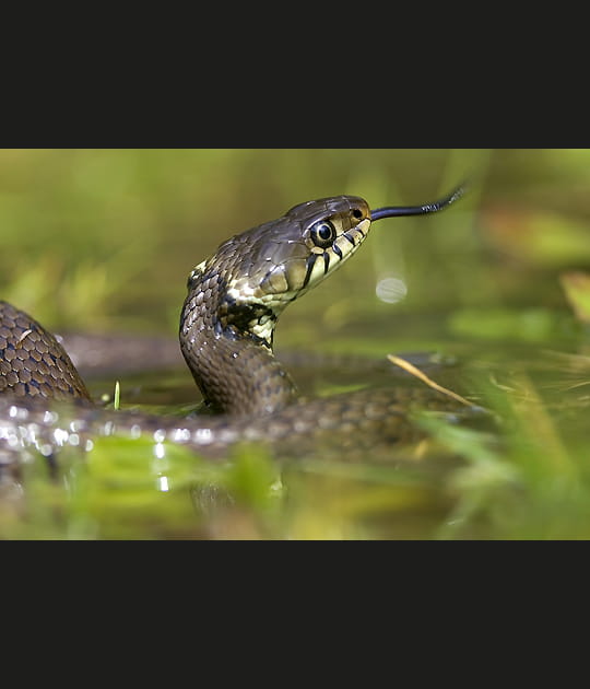 Une couleuvre &agrave; peine cach&eacute;e