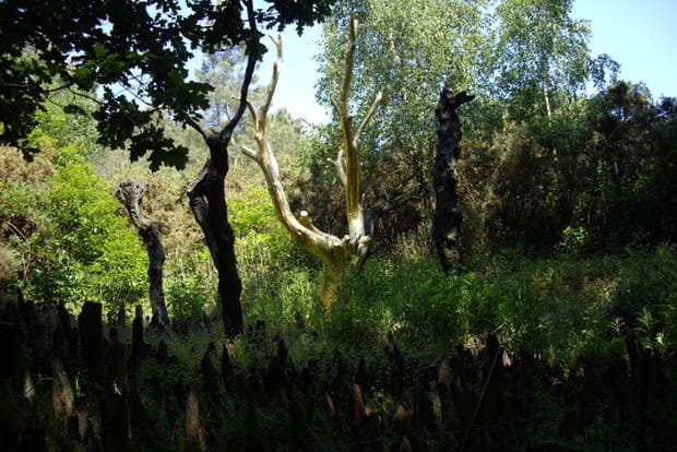 Le drame caché derrière l'Arbre d'Or
