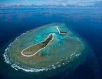Dans la mer de corail : Le temps des naissances