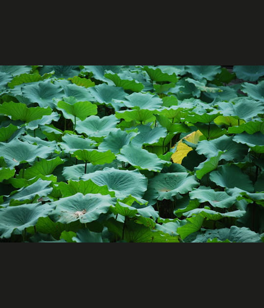 Sur l'eau