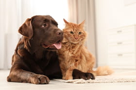 Qui du chat ou du chien est le plus intelligent&nbsp;? Les scientifiques donnent enfin la r&eacute;ponse