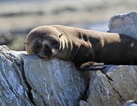 Otaries à fourrure, un combat pour une vie