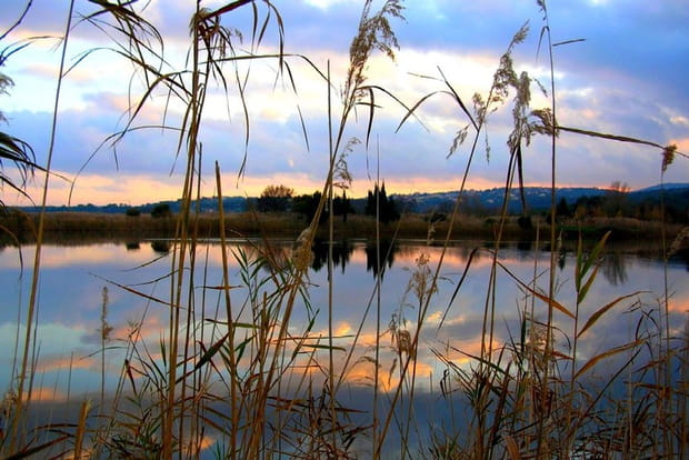 Les étangs de Villepey